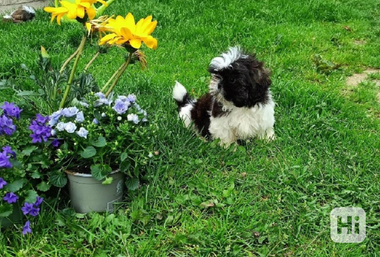 Shih-tzu - prodám fenku bez pp - foto 1