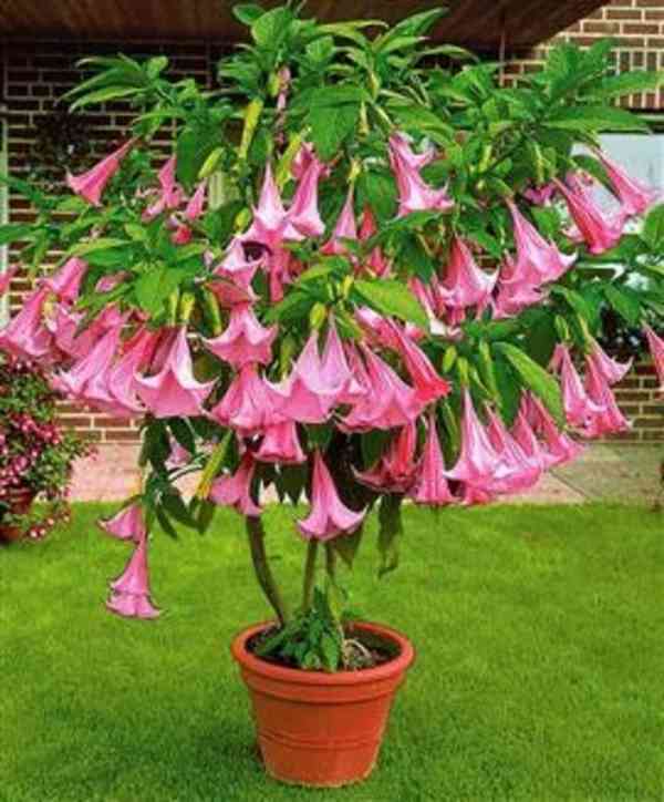 Řízek Brugmansia Suaveolens - Andělská trumpeta