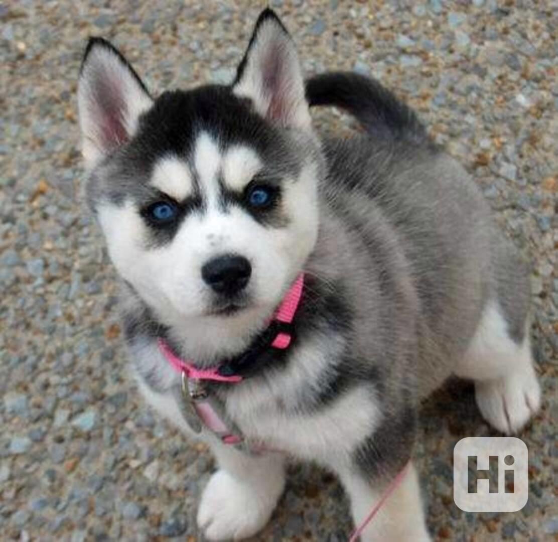 Štěňata sibiřského huskyho samce a samice - foto 1