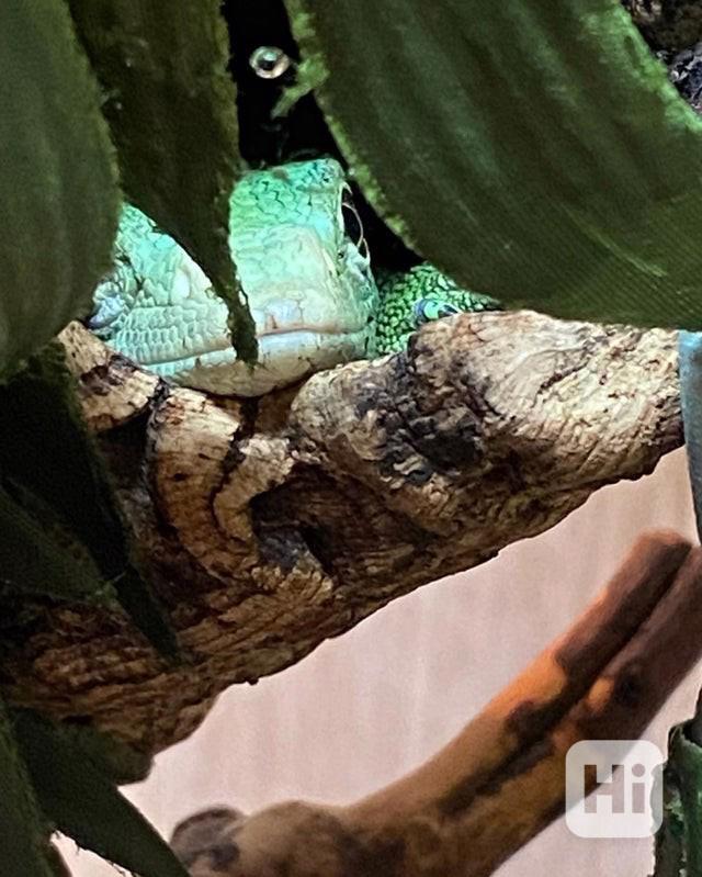 Zelený monitor stromů - foto 1