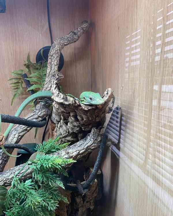 Zelený monitor stromů - foto 3