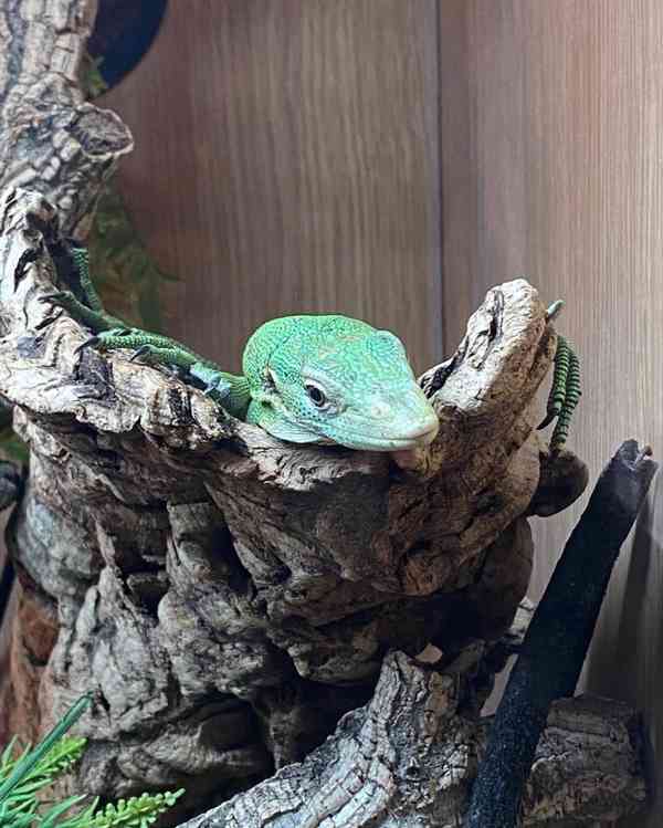 Zelený monitor stromů - foto 2