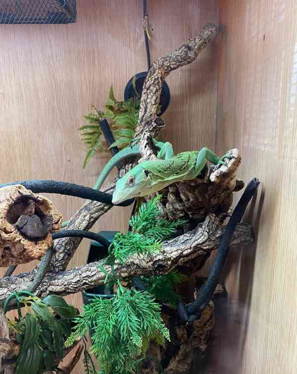 Zelený monitor stromů - foto 5