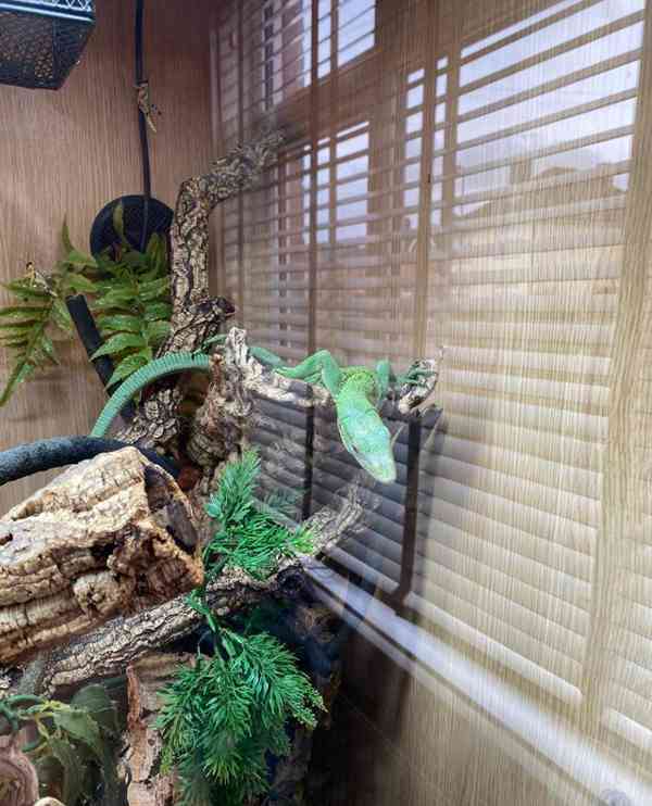 Zelený monitor stromů - foto 4