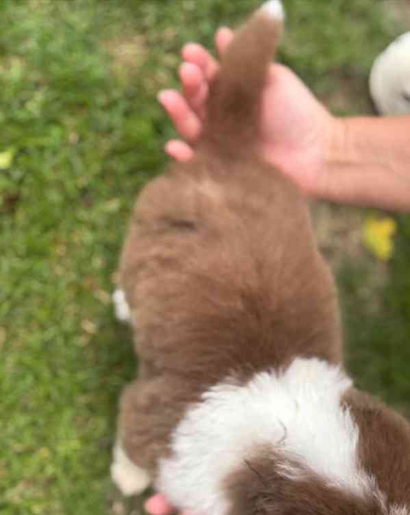 3 australští ovčáci z KC! - foto 9
