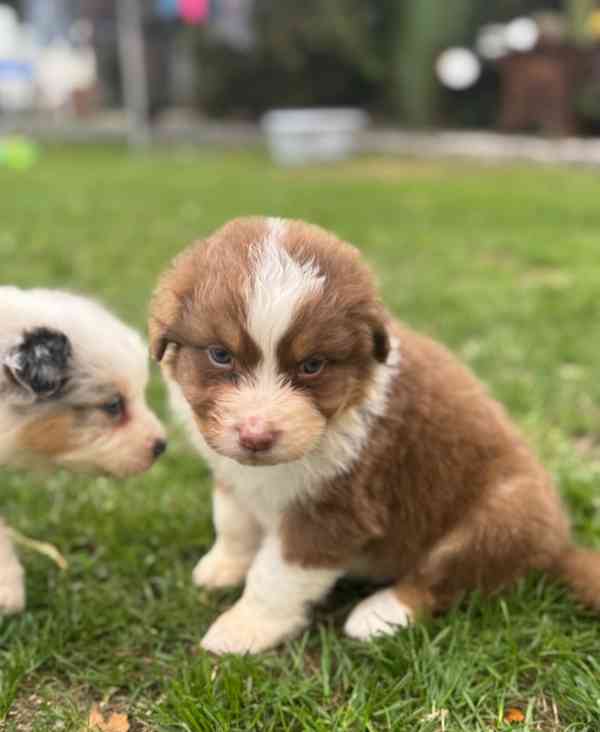 3 australští ovčáci z KC! - foto 7