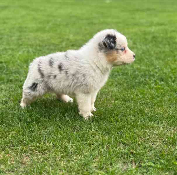 3 australští ovčáci z KC! - foto 2