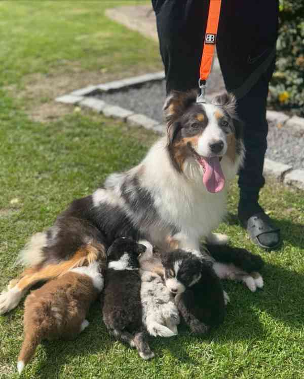 3 australští ovčáci z KC! - foto 6