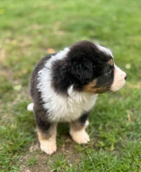 3 australští ovčáci z KC! - foto 4