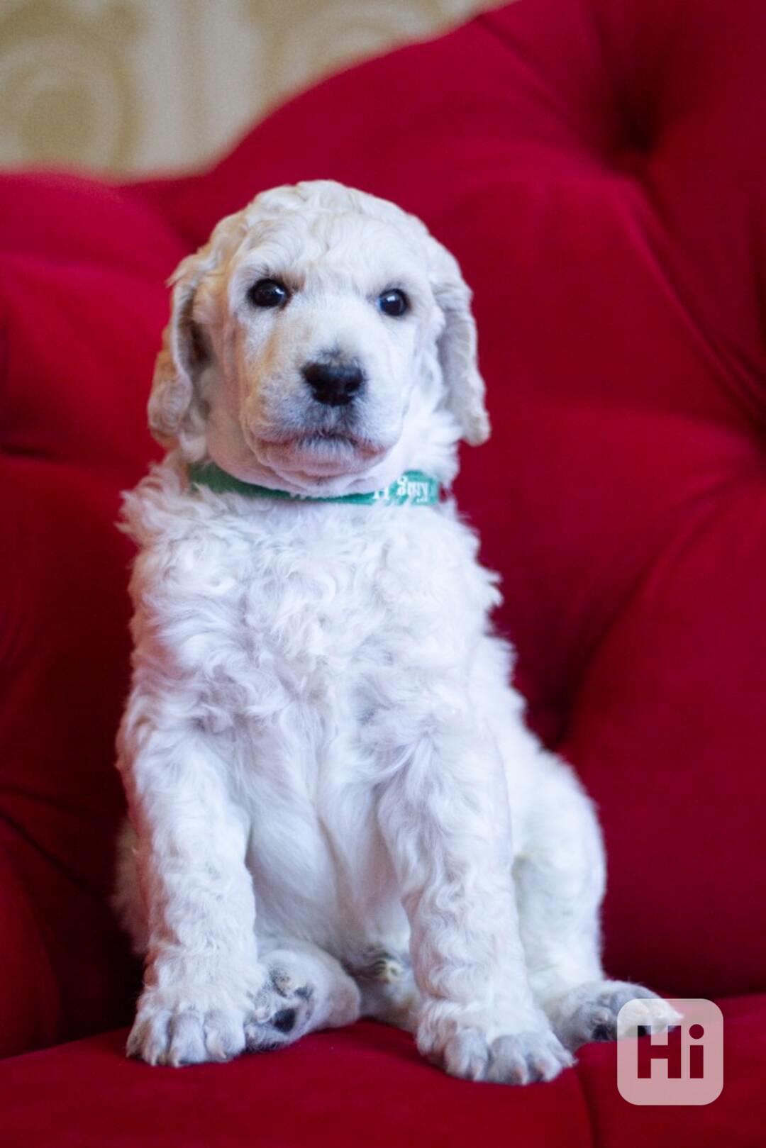 Pejsek Kralovského ( standardního) bílého Pudla s PP FCI - foto 1