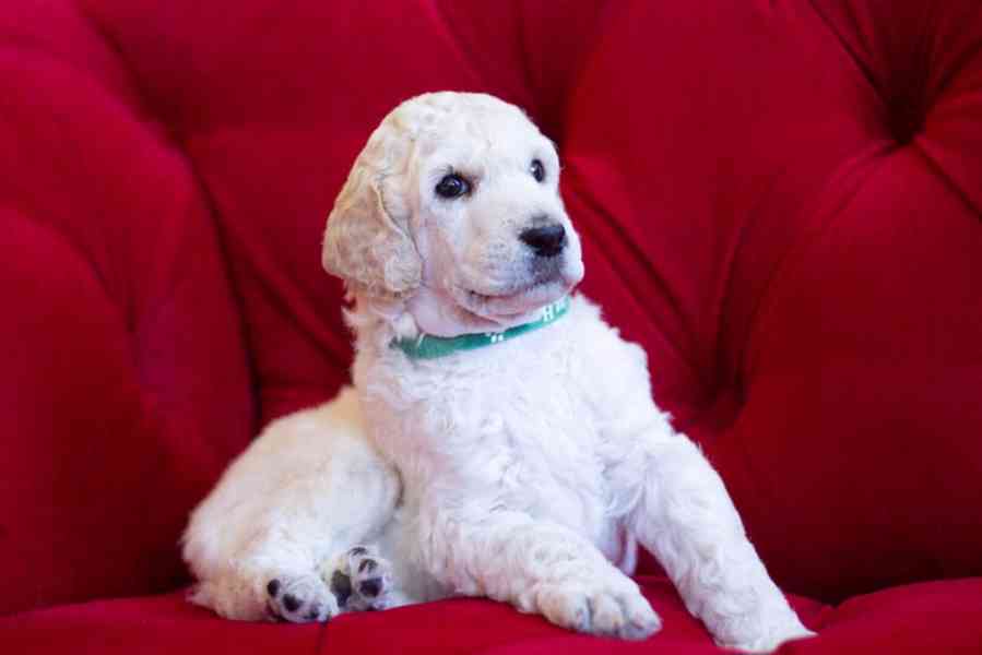 Pejsek Kralovského ( standardního) bílého Pudla s PP FCI - foto 2