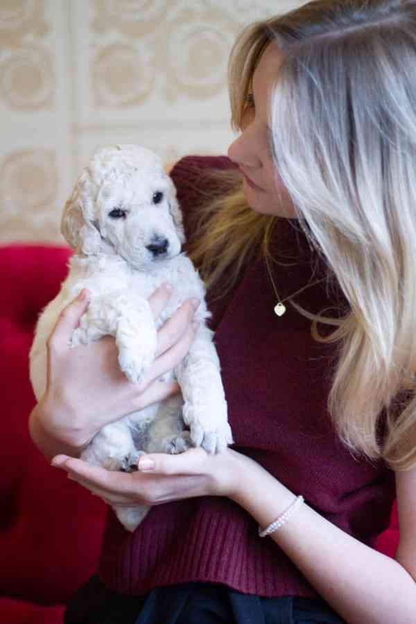 Pejsek Kralovského ( standardního) bílého Pudla s PP FCI - foto 4