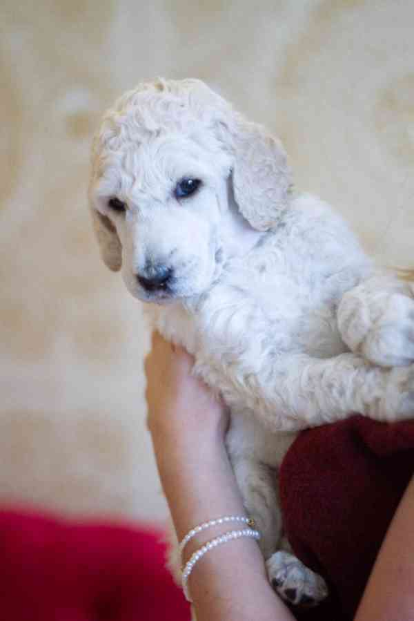 Pejsek Kralovského ( standardního) bílého Pudla s PP FCI - foto 3