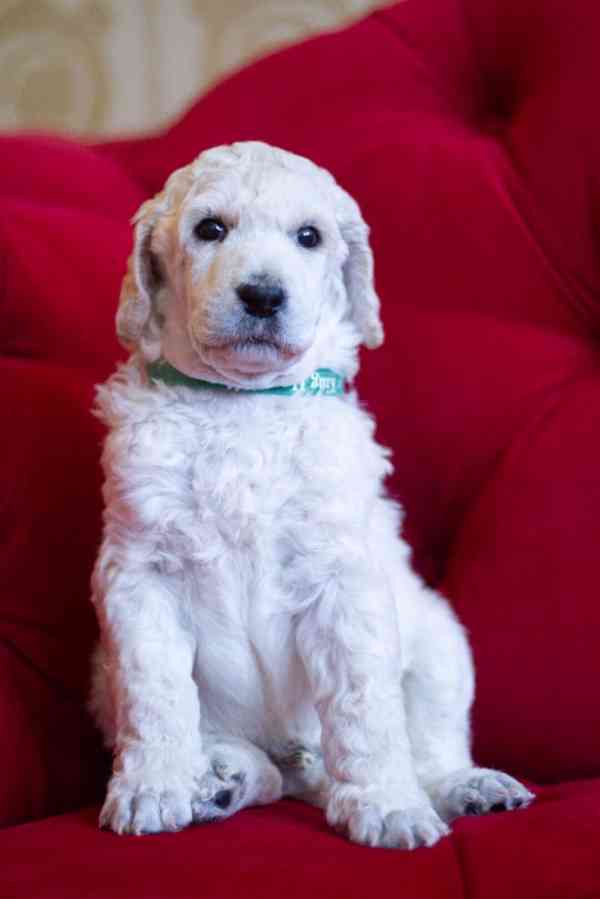 Pejsek Kralovského ( standardního) bílého Pudla s PP FCI - foto 1