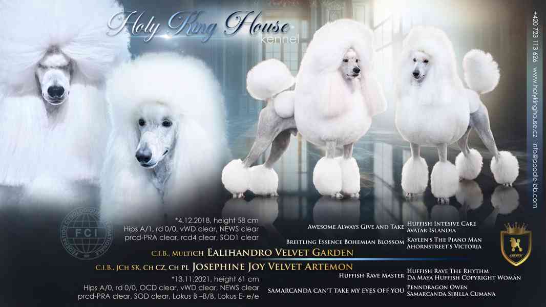 Pejsek Kralovského ( standardního) bílého Pudla s PP FCI - foto 7