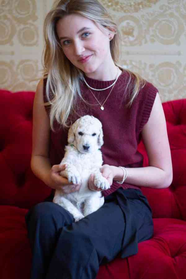 Pejsek Kralovského ( standardního) bílého Pudla s PP FCI - foto 5