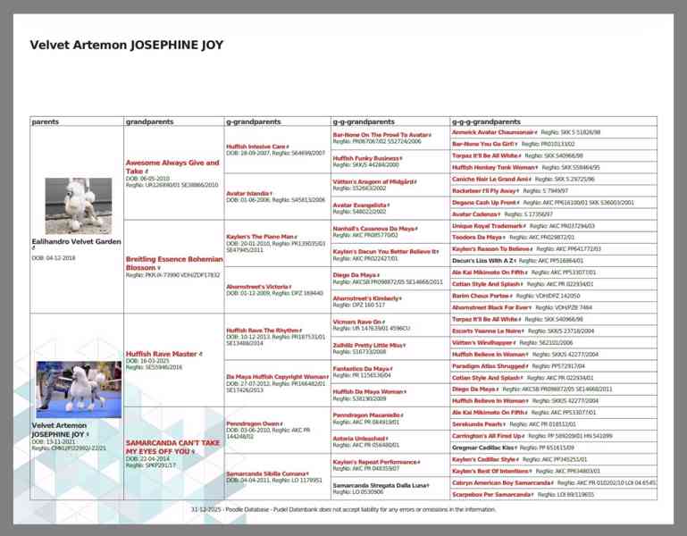 Pejsek Kralovského ( standardního) bílého Pudla s PP FCI - foto 6