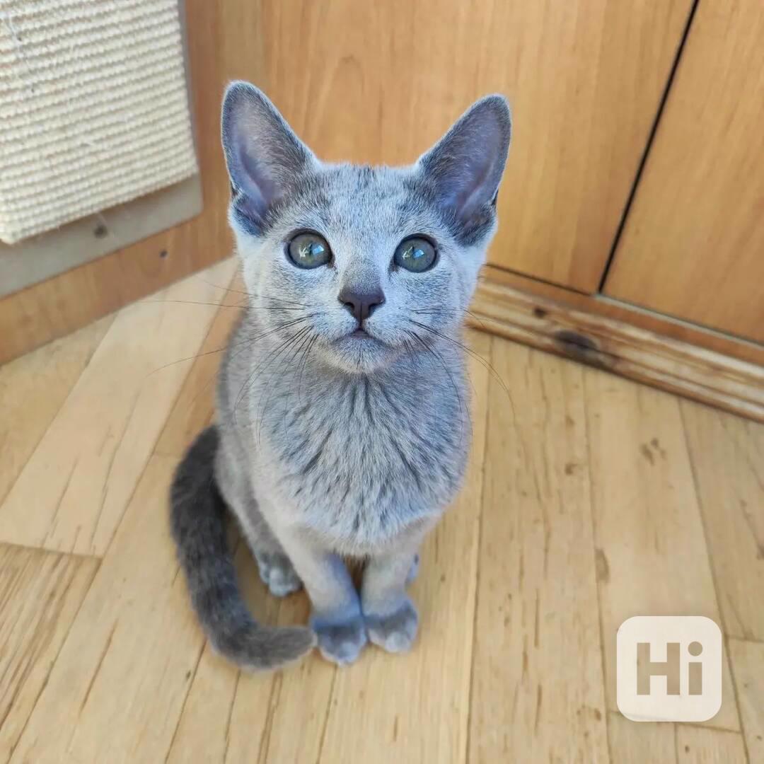 Zdarma roztomilé ruské modré kotě k bezplatné adopci nyní   - foto 1
