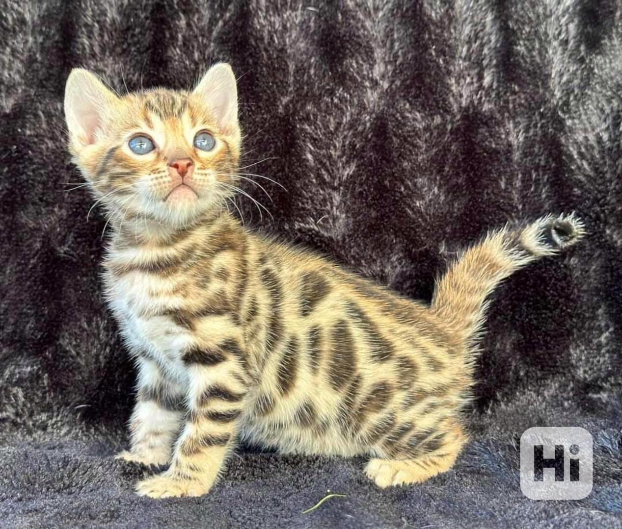 Bengálská koťátka k dispozici - foto 1