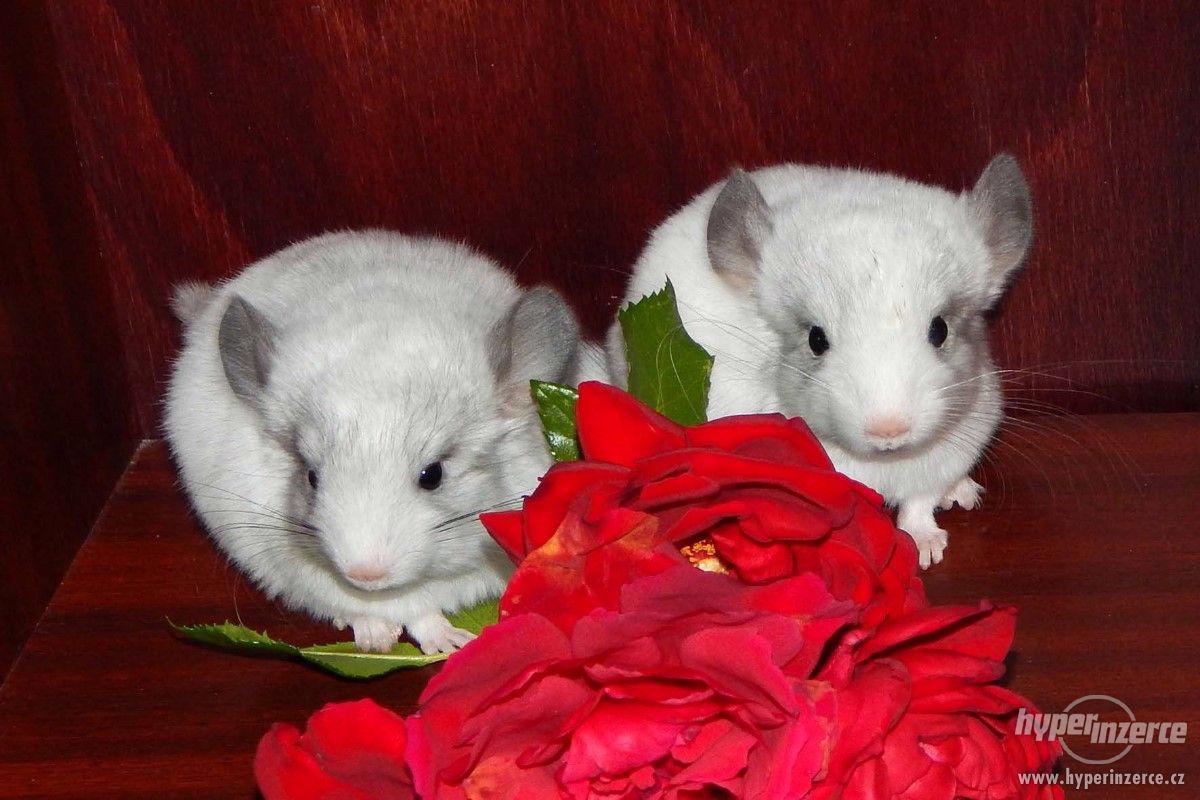 mláďata činčily jihoamerické - WHITE SILVER - foto 1