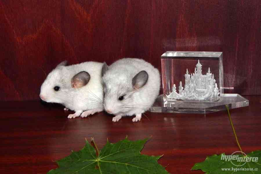 mláďata činčily jihoamerické - WHITE SILVER - foto 2