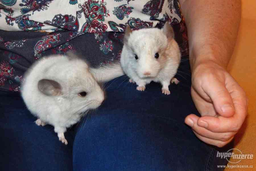 mláďata činčily jihoamerické - WHITE SILVER - foto 3