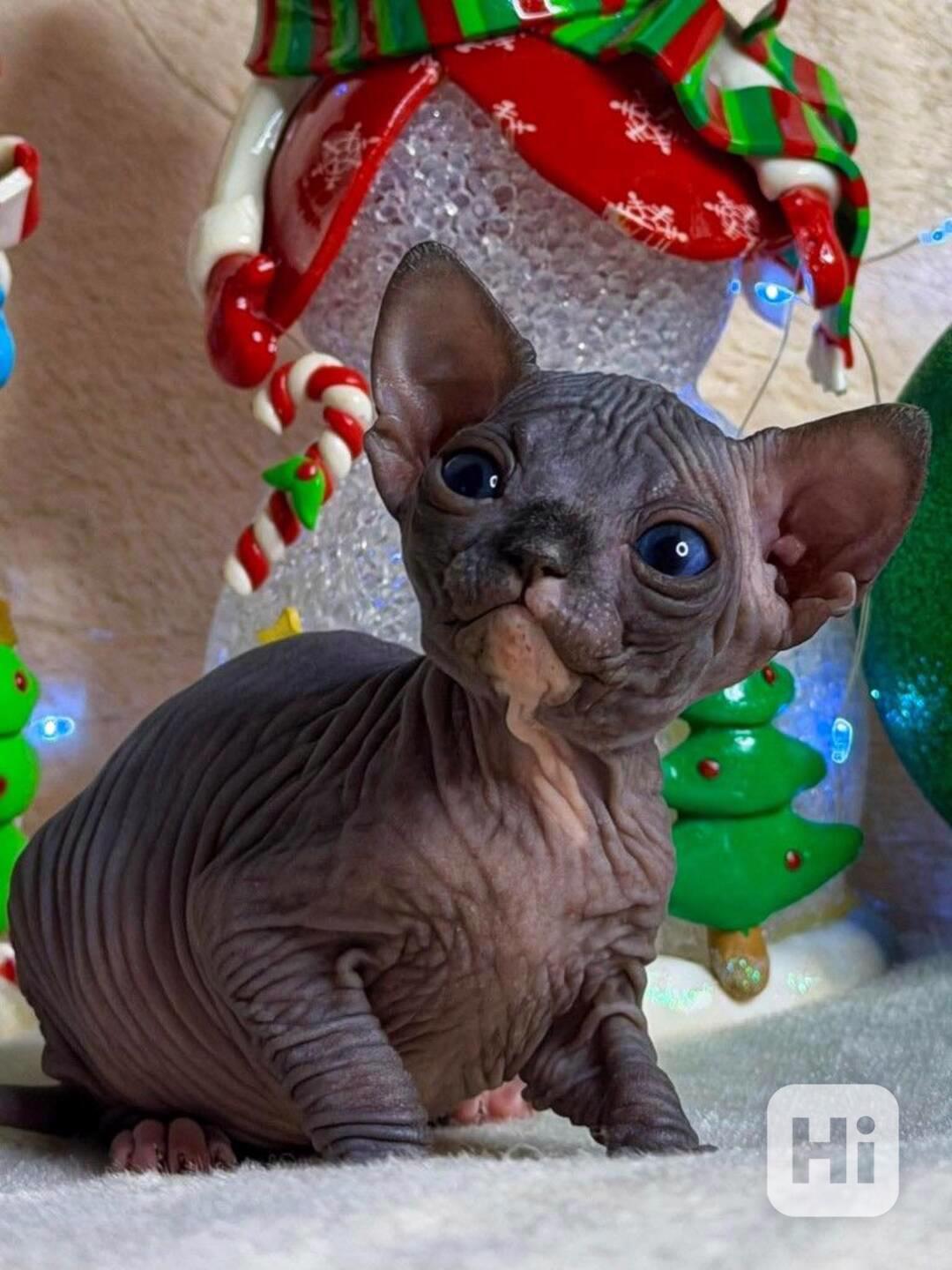 Kanadský sphynx - foto 1