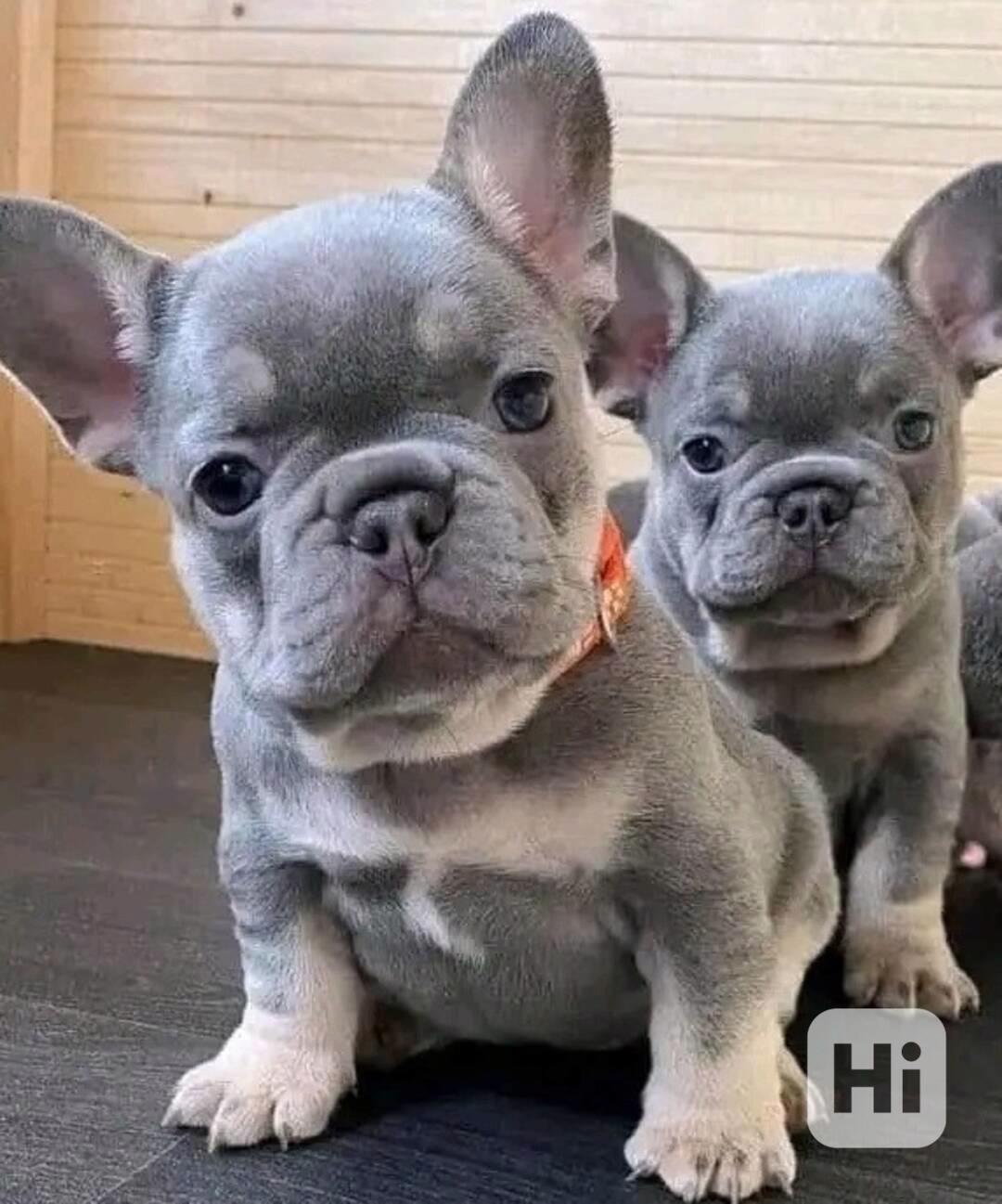 Rozkošná  štěňata francouzského buldočka - foto 1