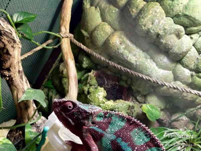 Prodávám chameleon Furcifer Pardalis - foto 2