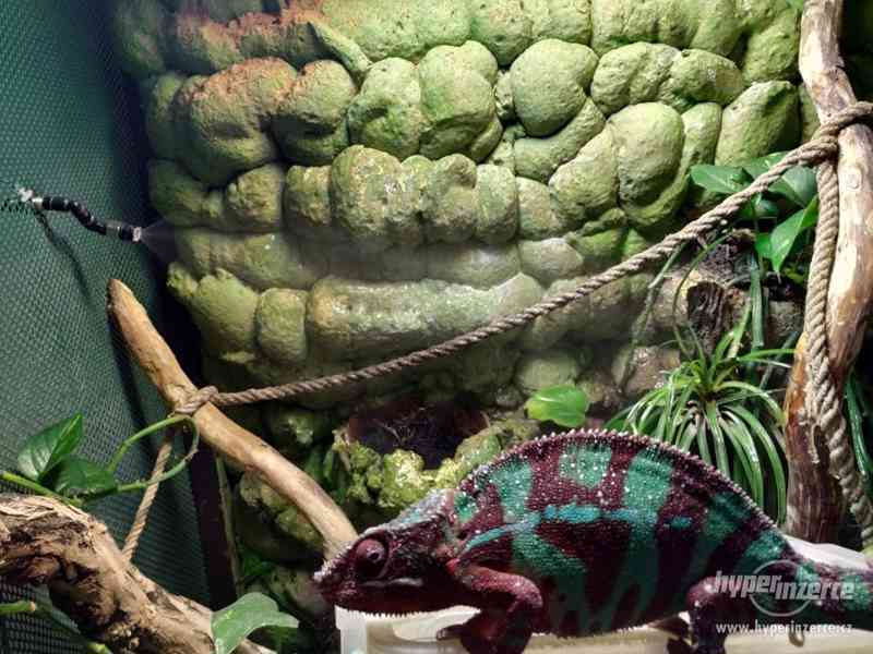 Prodávám chameleon Furcifer Pardalis - foto 3