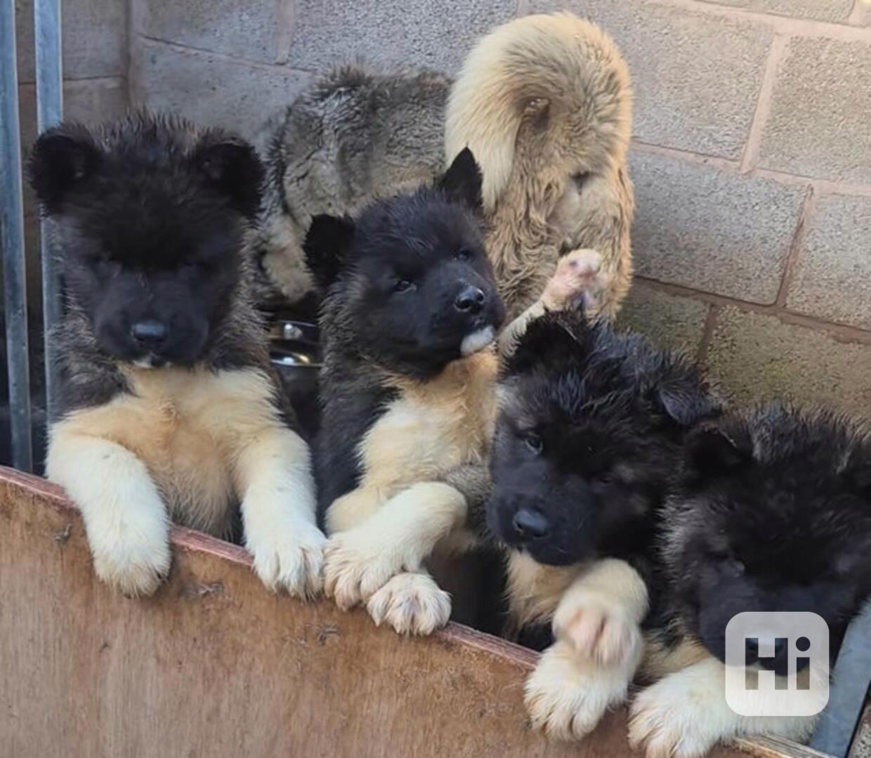 ŠTĚNĚ AMERICKÉ AKITY - foto 1