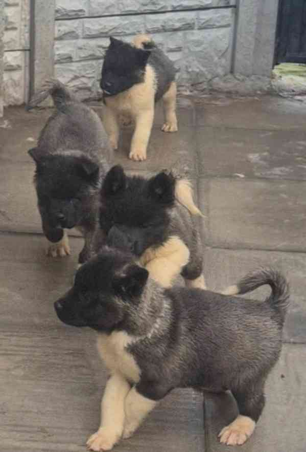 ŠTĚNĚ AMERICKÉ AKITY - foto 2