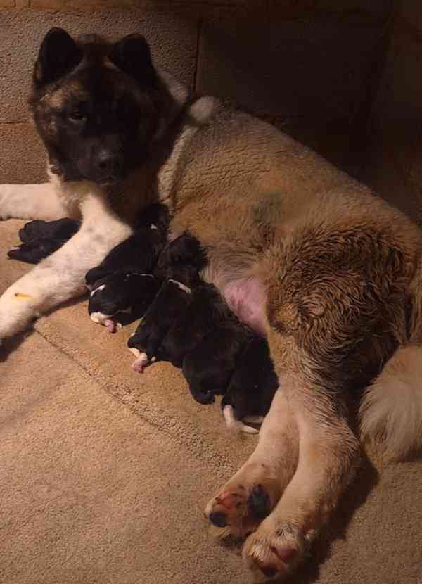 ŠTĚNĚ AMERICKÉ AKITY - foto 3