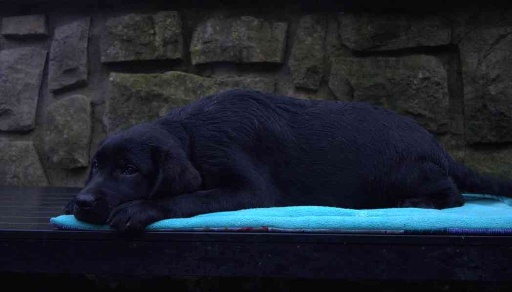 Labradorský retrívr- černá štěňátka s PP - foto 4
