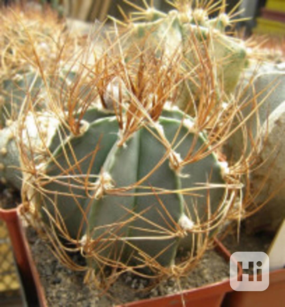 Kaktus Astrophytum senile var. aureum MZ 256 Balení obsahuje - foto 1