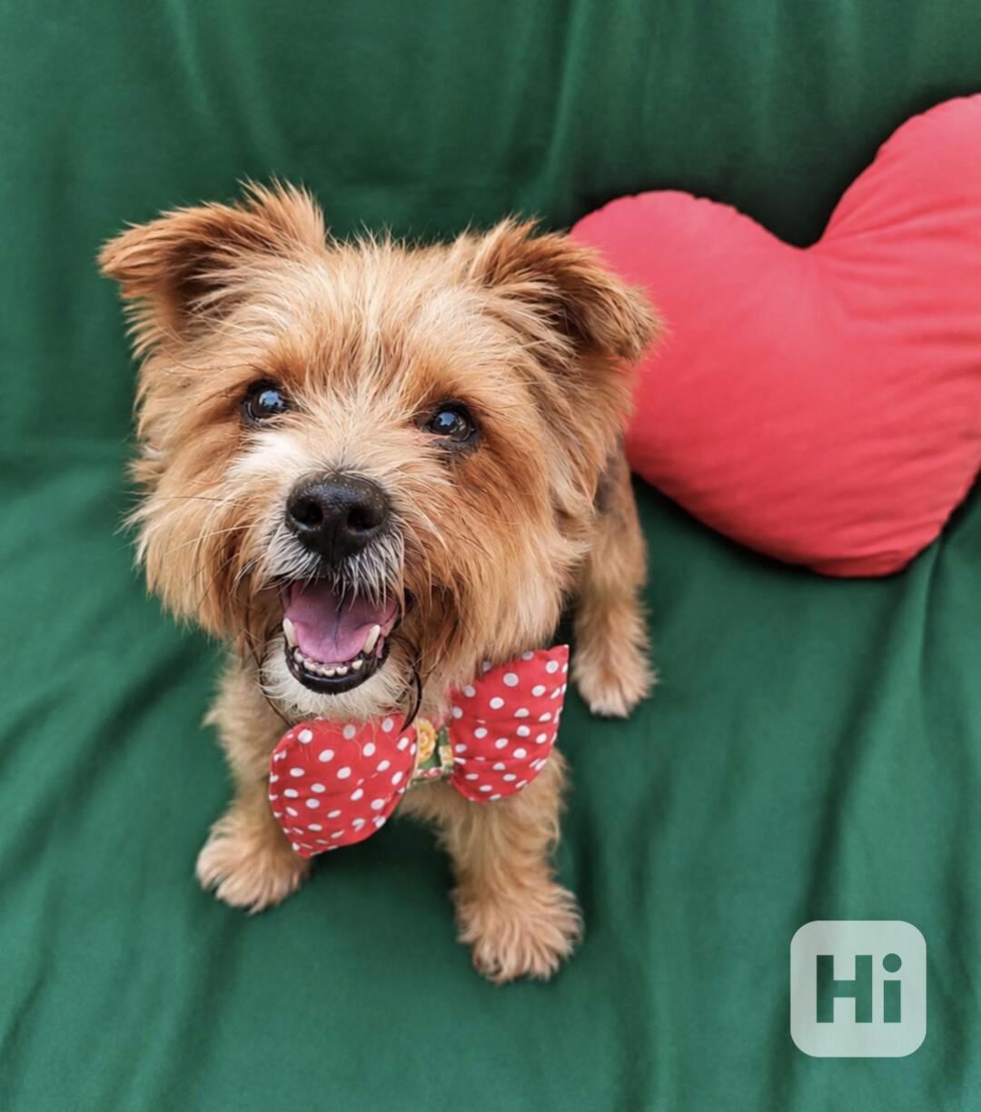 RÍŠA - 6 kg, kastrovaný psík 12 let  - foto 1