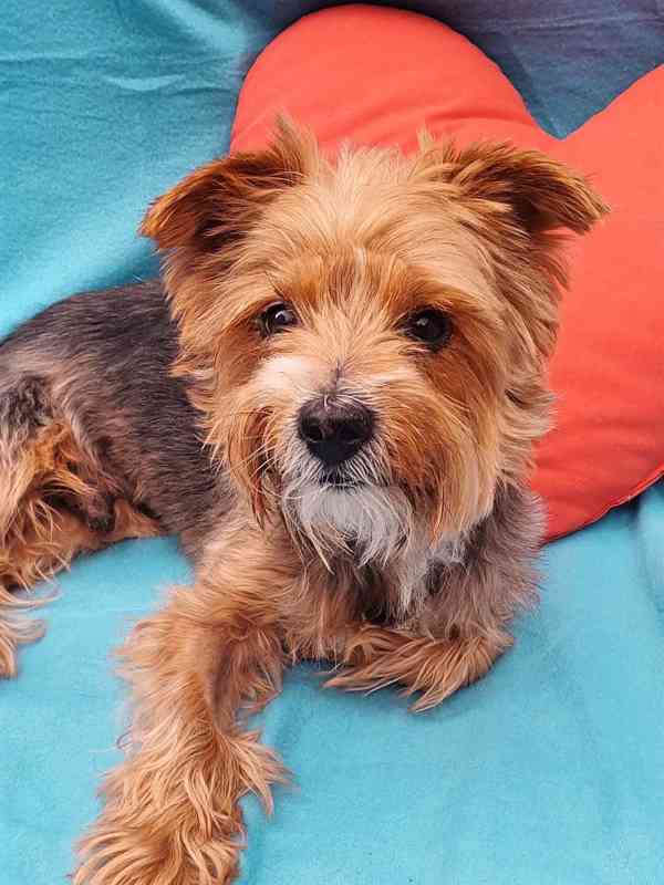 RÍŠA - 6 kg, kastrovaný psík 12 let  - foto 2