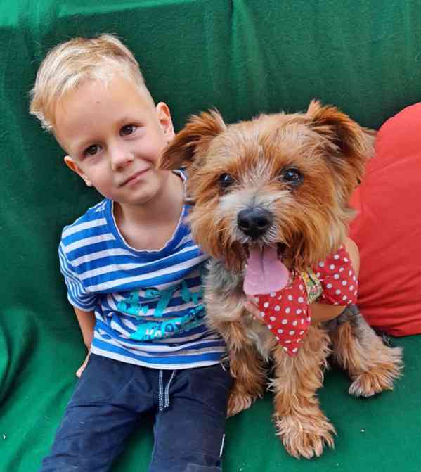 RÍŠA - 6 kg, kastrovaný psík 12 let  - foto 3