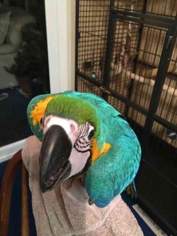 Modrý a zlatý papoušek nyní k dispozici