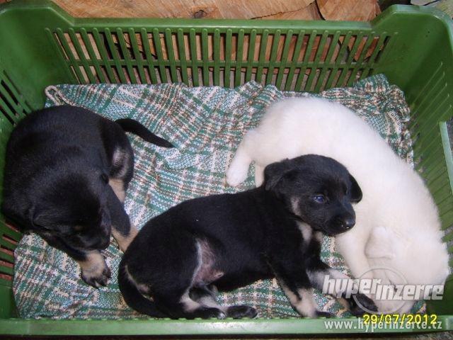 Daruji štěně - kříženec Labradorského retrívra - foto 1
