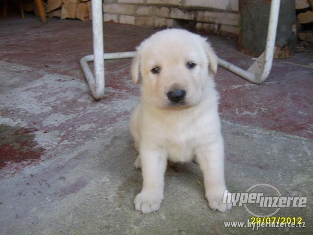 Daruji štěně - kříženec Labradorského retrívra - foto 2