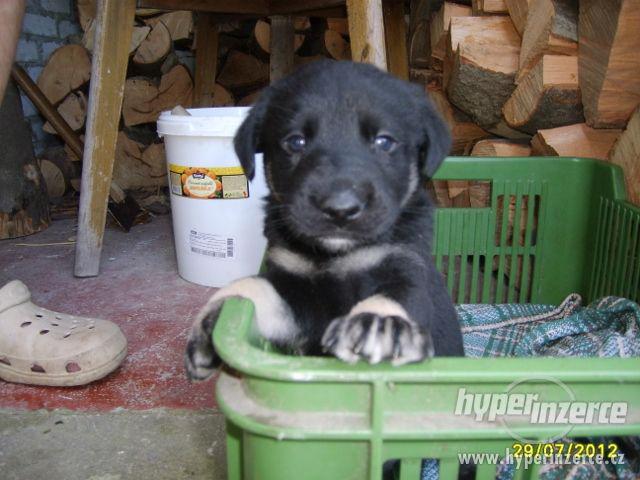 Daruji štěně - kříženec Labradorského retrívra - foto 5