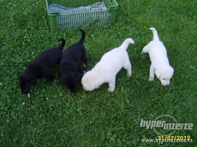 Daruji štěně - kříženec Labradorského retrívra - foto 6