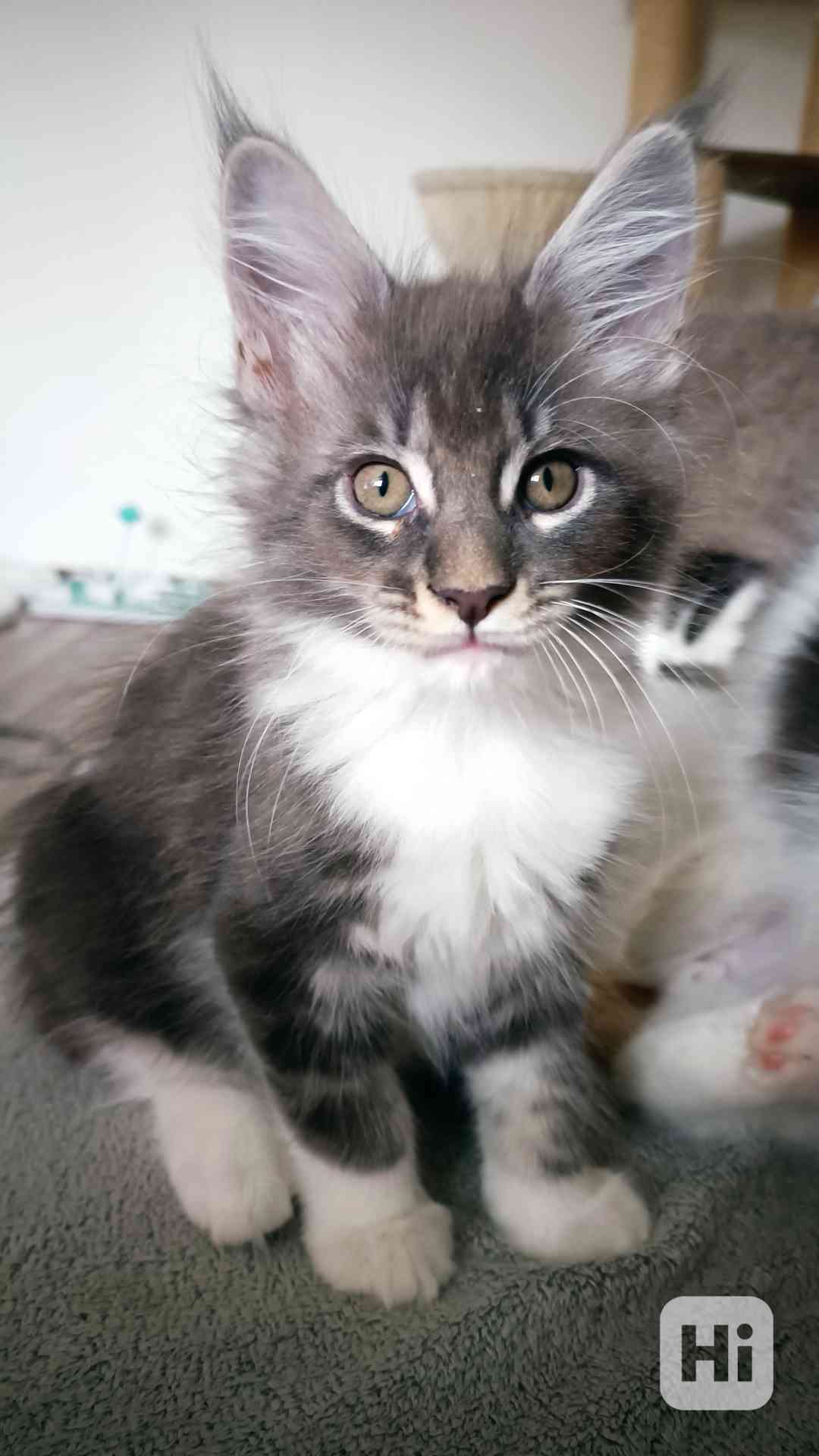 Mainská mývalí bez PP - foto 1