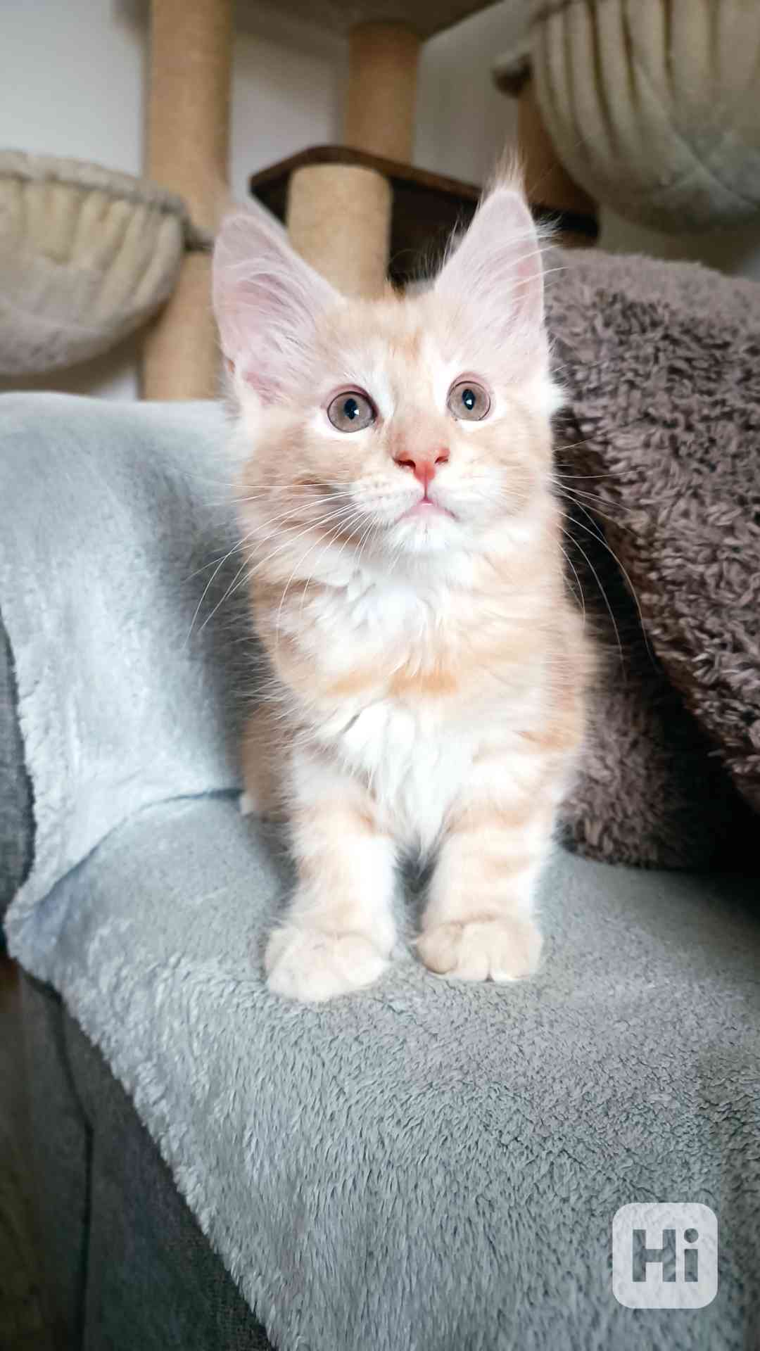 Mainská mývalí bez PP - foto 1