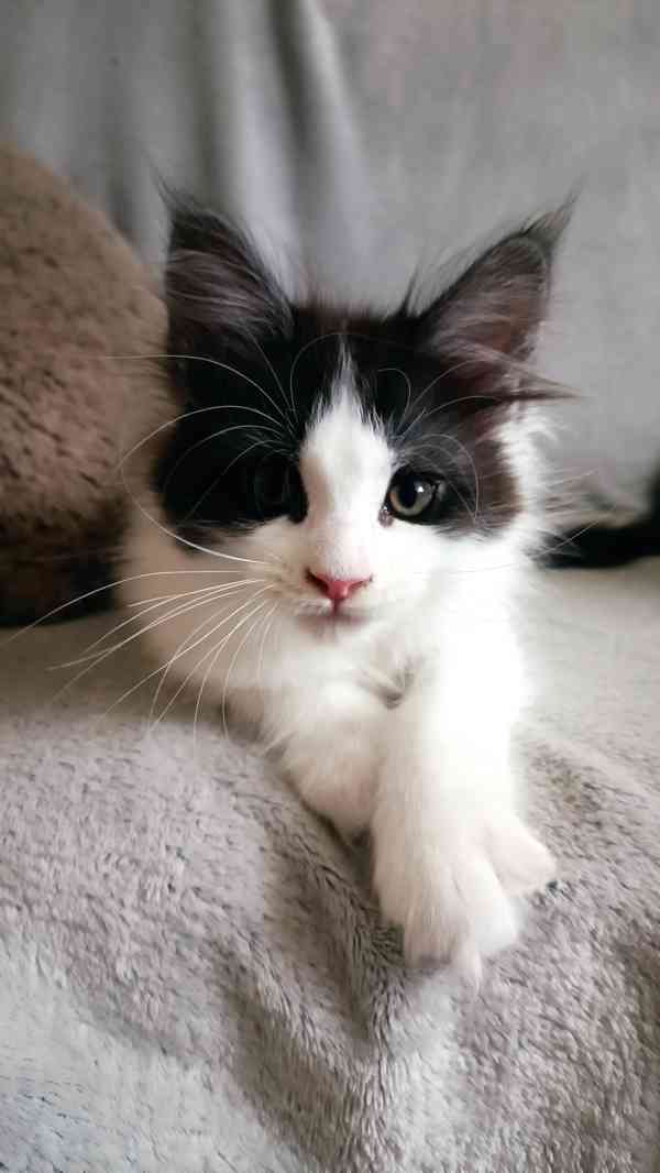 Mainská mývalí bez PP - foto 5