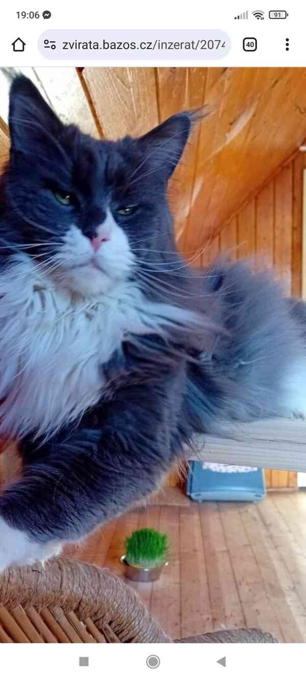 Mainská mývalí bez PP - foto 9