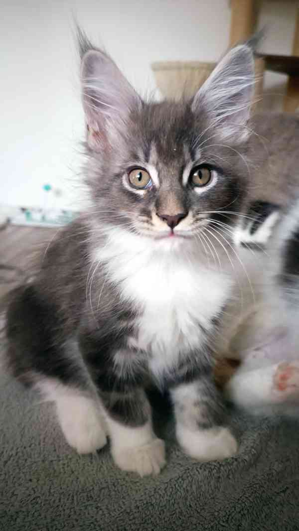 Mainská mývalí bez PP - foto 1