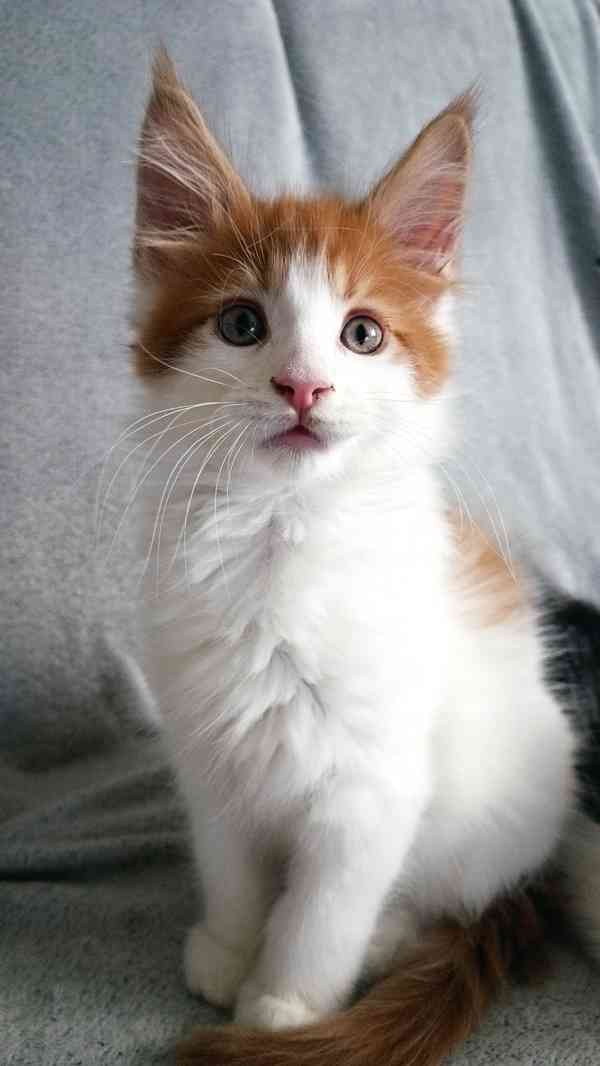 Mainská mývalí bez PP - foto 4