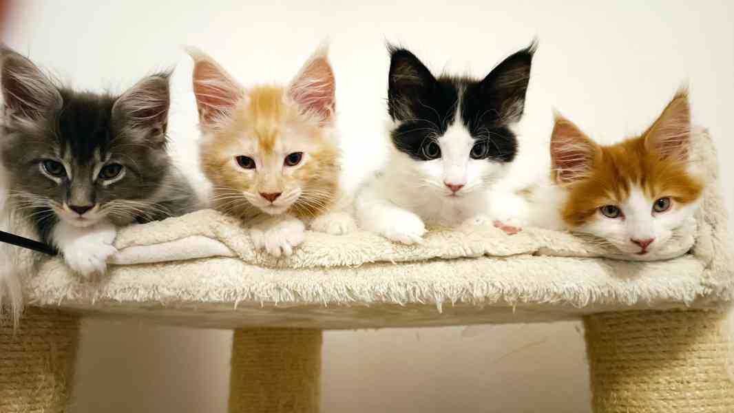 Mainská mývalí bez PP - foto 6